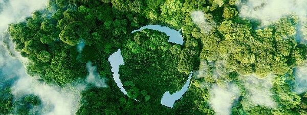 image forêt